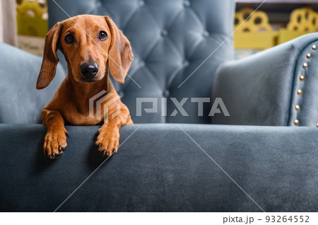 A red hunting dog of the dachshund breed lay down to rest on a turquoise armchair in the living room and looks straight to the camera posing attentively. Elegant breed. A red hunting dog of the dachshund breed lay down to rest on a turquoise armchair in the living room and looks straight to the camera posing attentively. Elegant breed. 93264552