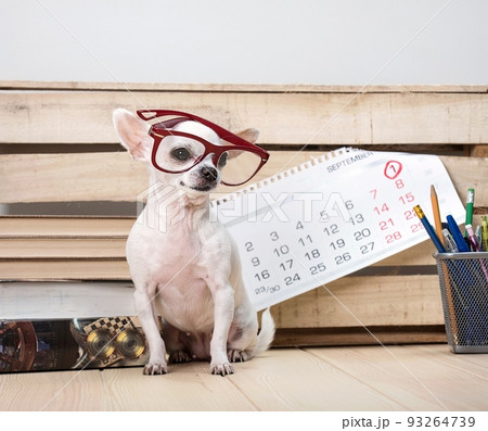A small purebred puppy of white chihuahua dog wears in modern office red coloured eyeglasses sits next to the wooden structure wall near the calendar and posing straight looking to the photo camera 93264739