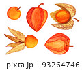 Cape gooseberries hand drawn collection 93264746