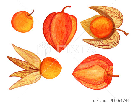 Cape gooseberries hand drawn collection 93264746