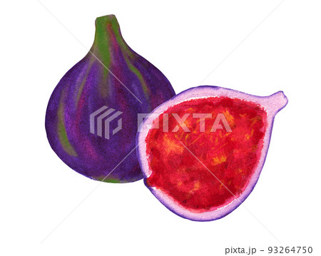 Fig fruit and half isolated on white background. Sweet tropic watercolor crop 93264750