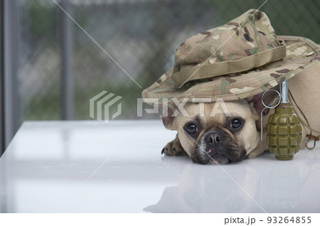 A purebred puppy of French bulldog posing among air-soft ammunition and weapon, looks to the camera by the military stile hat. Ready to play paintball or air-soft and waiting for the war will start. A purebred puppy of French bulldog posing among air-soft ammunition and weapon, looks to the camera by the military stile hat. Ready to play paintball or air-soft and waiting for the war will start. 93264855