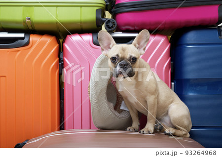 Beige fur French bulldog with a black muzzle with big ears and eyes sits posing against the background of coloured plastic suitcases with a summer hat near its head ready for its vacation. 93264968