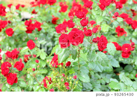 バラの花 ラバーグルート バラの花 ラバーグルート 93265430