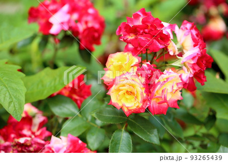 バラの花 チャールストン バラの花 チャールストン 93265439