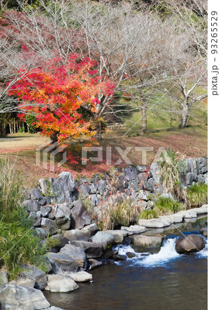 万之瀬川の秋　岩屋公園 93265529