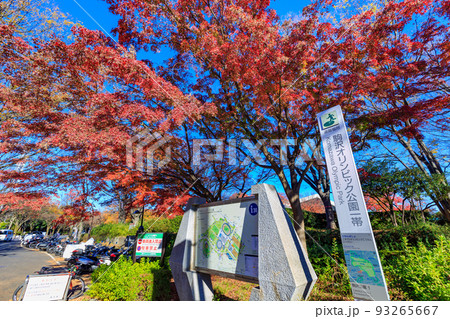 東京　世田谷区　秋の駒沢オリンピック公園の紅葉　 93265667