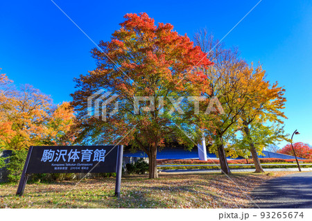 東京 世田谷区 秋の駒沢オリンピック公園の紅葉 駒沢体育館 東京 世田谷区 秋の駒沢オリンピック公園の紅葉 駒沢体育館 93265674
