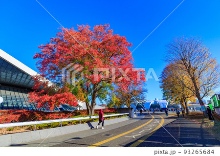 東京 世田谷区 秋の駒沢オリンピック公園の紅葉 駒沢体育館 東京 世田谷区 秋の駒沢オリンピック公園の紅葉 駒沢体育館 93265684