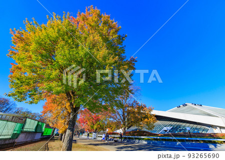 東京　世田谷区　秋の駒沢オリンピック公園の紅葉　駒沢体育館 93265690