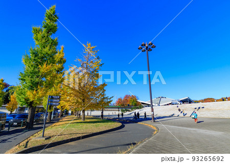 東京 世田谷区 秋の駒沢オリンピック公園の紅葉 イチョウ並木と駒沢体育館 東京 世田谷区 秋の駒沢オリンピック公園の紅葉 イチョウ並木と駒沢体育館 93265692