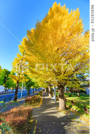 東京 世田谷区 秋の駒沢オリンピック公園の紅葉 イチョウ並木 東京 世田谷区 秋の駒沢オリンピック公園の紅葉 イチョウ並木 93265696