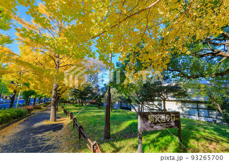 東京　世田谷区　秋の駒沢オリンピック公園の紅葉　イチョウ並木 93265700