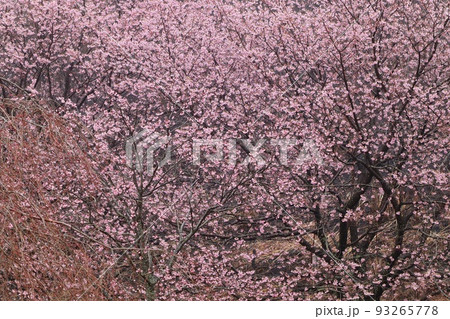 雨の日の城ケ崎桜 しっとりしたピンク色の花 雨の日の城ケ崎桜 しっとりしたピンク色の花 93265778