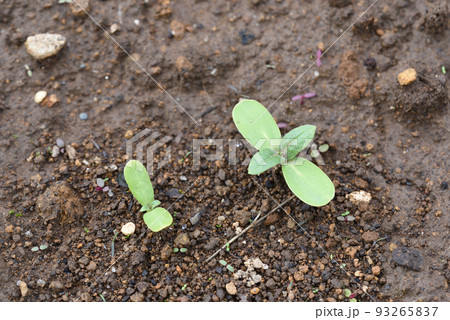 もうすぐ夏本番　ミニひまわりの発芽 93265837