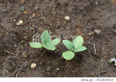 もうすぐ夏本番 ミニひまわりの発芽 もうすぐ夏本番 ミニひまわりの発芽 93265838