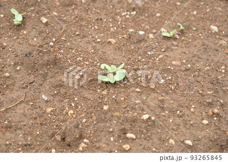 もうすぐ夏本番 ミニひまわりの発芽 もうすぐ夏本番 ミニひまわりの発芽 93265845