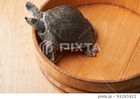 活すっぽん 93265922