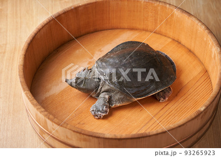 活すっぽん 93265923