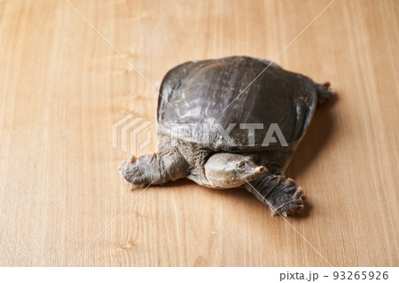 活すっぽん 93265926