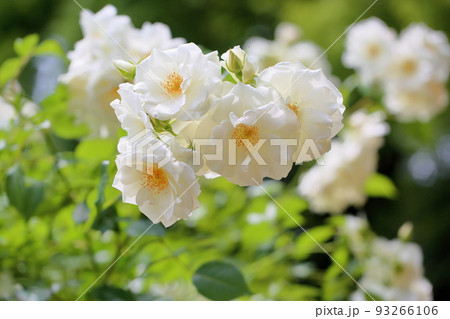 バラの花　シュネービッチェン 93266106