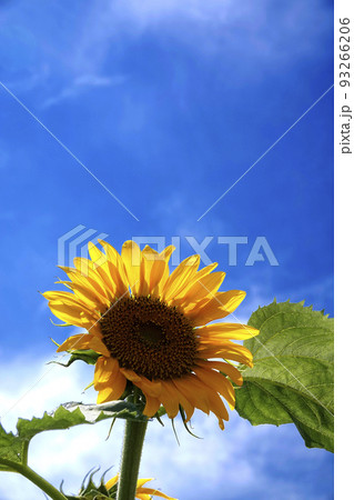 青空を見上げる黄色いヒマワリの花 93266206
