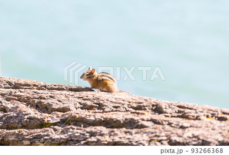 Chipmunk Chipmunk 93266368