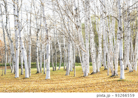 シラカバ　真駒内公園　札幌市 93266559