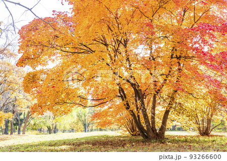 紅葉　真駒内公園　札幌市 93266600
