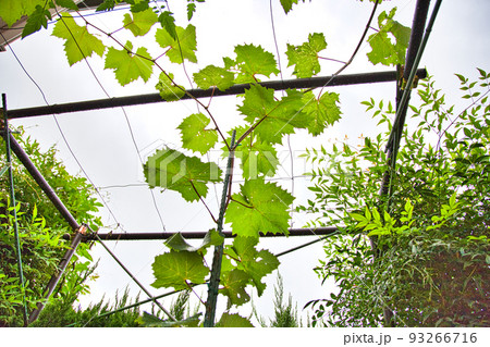 マイぶどうガーデン 93266716