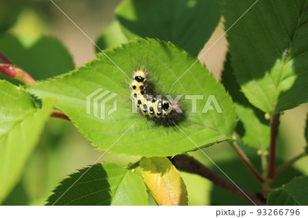 サクラの葉につく毛虫 93266796