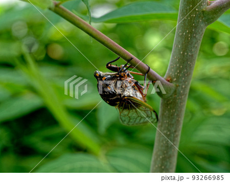 日本特産種クマゼミ 93266985