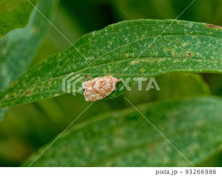 小さなガ リンゴコカクモンハマキ 小さなガ リンゴコカクモンハマキ 93266986
