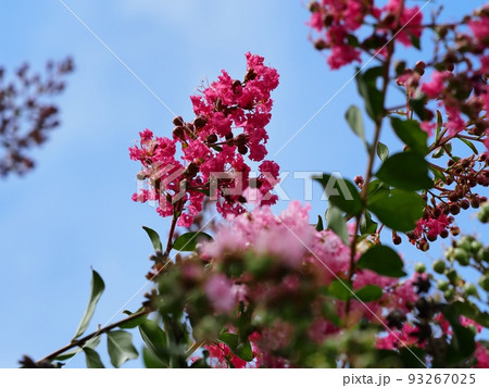 サルスベリの花 サルスベリの花 93267025