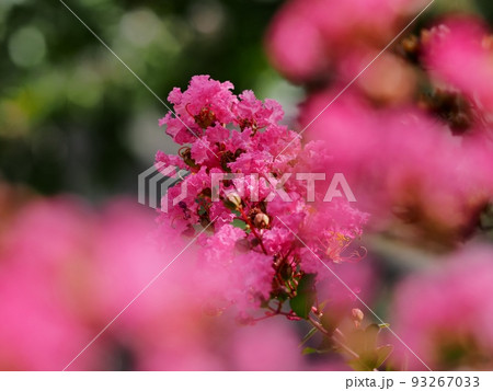 サルスベリの花 サルスベリの花 93267033