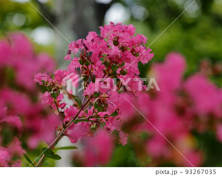 サルスベリの花 サルスベリの花 93267035