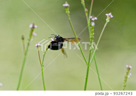 訪花昆虫　タイワンタケクマバチ 93267243