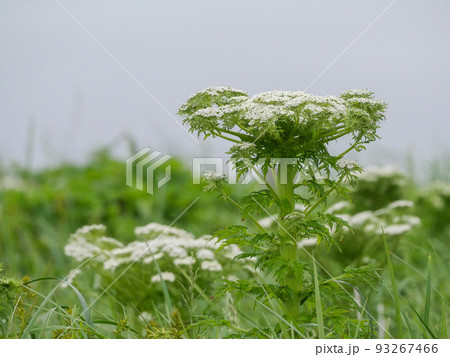 オオカサモチ1 93267466