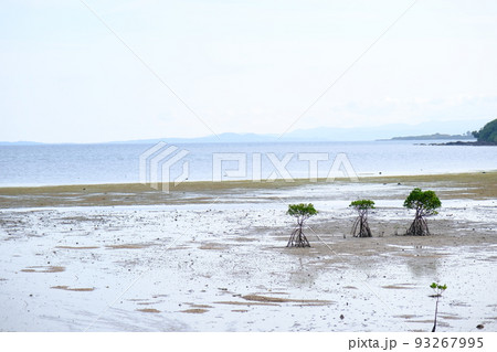 名蔵湾のマングローブ（沖縄・石垣島） 93267995