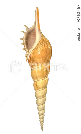 Tibia Fusus conch shell illustration isolated on white with clipping path. High quality illustration 93268267