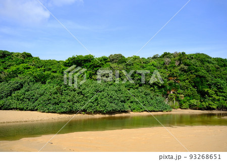 吹通川マングローブ群落の風景(沖縄・石垣島)6 吹通川マングローブ群落の風景(沖縄・石垣島)6 93268651