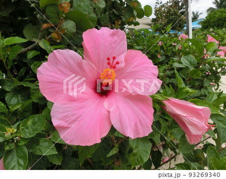 A big red hibiscus flower at Bahamas 93269340