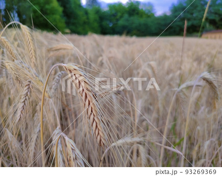 Wheat field close up Wheat field close up 93269369