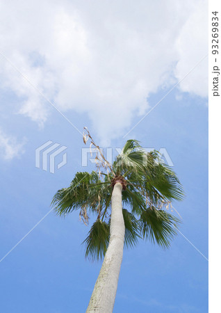 夏空 夏空 93269834