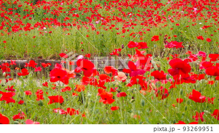 真っ赤なポピーの花畑 真っ赤なポピーの花畑 93269951