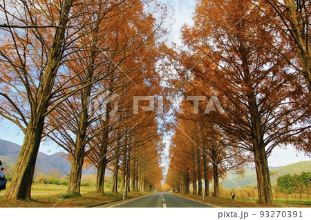 紅葉のメタセコイア並木 in 滋賀県 93270391
