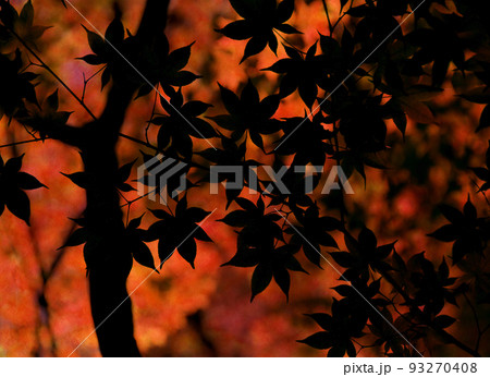 色づくモミジ、彩り鮮やかな秋色のシルエット 93270408