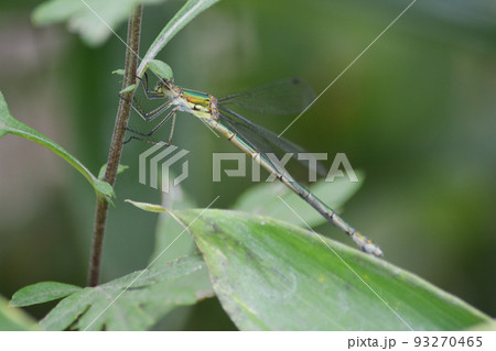 オオアオイトトンボ オオアオイトトンボ 93270465