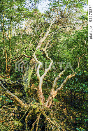 木の素材　根っこから剥き出し 93270874