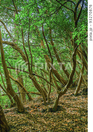 山の中の木々 93270876